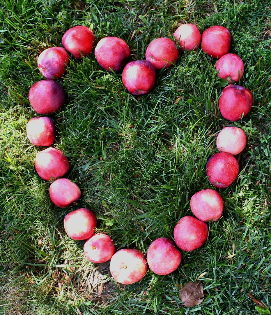Twenty red apples arranged in heart shape on green grass, creative photography composition from above